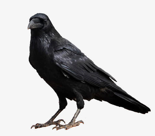 download.jpg
