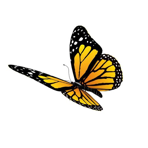 u=2788476696,348625630&fm=26&gp=0.jpg