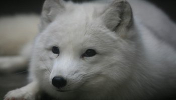 u=2802477636,479755435&fm=26&gp=0.jpg