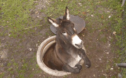 u=754713886,118126365&fm=26&gp=0.gif