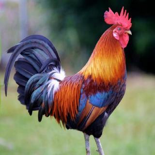 u=3173242814,1969849309&fm=26&gp=0.jpg