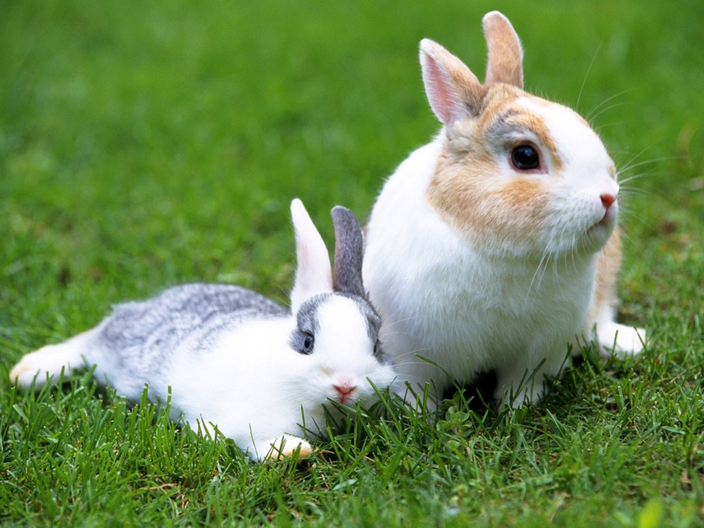 src=http___img1.pconline.com.cn_piclib_200811_20_batch_1_17090_1227196203846896x56tljx.jpg&refer=http___img1.pconline.com.jpg