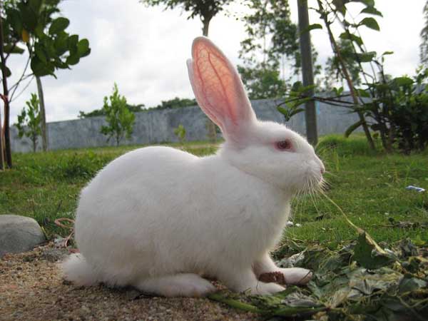 src=http___www.louxia.cc_uploads_allimg_171030_19191332C-0.jpg&refer=http___www.louxia.jpg