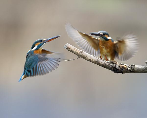 src=http___img.pconline.com.cn_images_upload_upc_tx_photoblog_1103_10_c10_6965514_6965514_1299761200157.jpg&refer=http___img.pconline.com.jpg