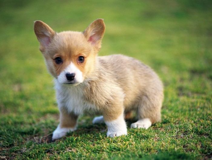 src=http___b-ssl.duitang.com_uploads_item_201109_02_20110902193607_CPrxv.thumb.700_0.jpg&refer=http___b-ssl.duitang.jpg