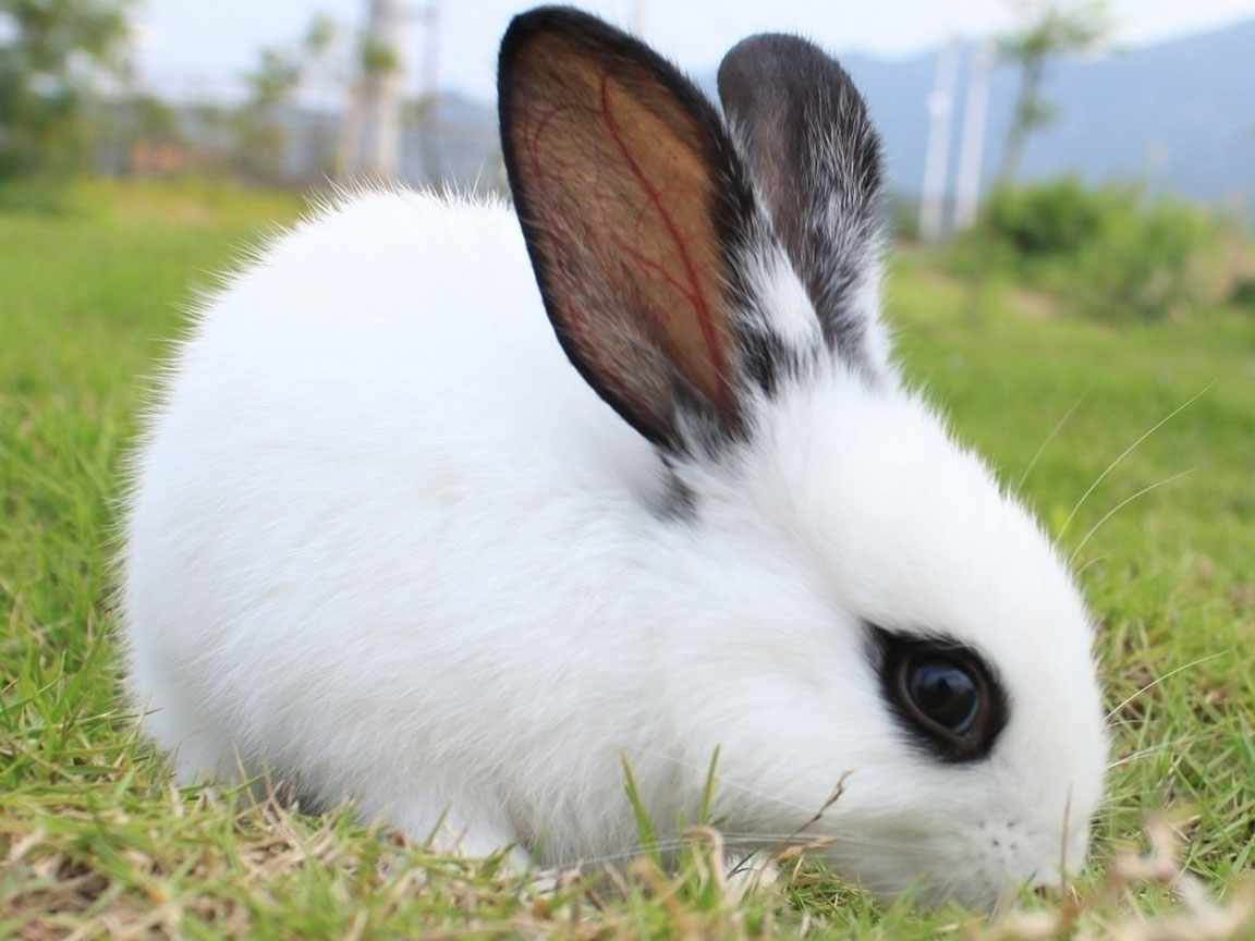 src=http___img.xshuma.com_201207_194502120713226831.jpg&refer=http___img.xshuma.jpg