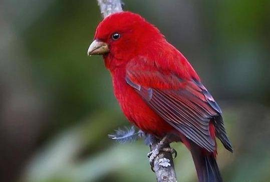 src=http___5b0988e595225.cdn.sohucs.com_q_70,c_zoom,w_640_images_20191206_bfdc1f870b3f4a46b1e2a7b5fcc477f3.jpeg&refer=http___5b0988e595225.cdn.sohucs.jpg